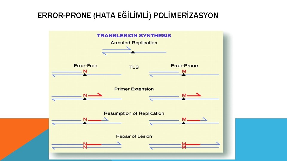 ERROR-PRONE (HATA EĞİLİMLİ) POLİMERİZASYON 