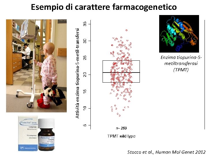 Attività enzima tiopurina-S-metil-transfersi Esempio di carattere farmacogenetico Enzima tiopurina-Smetiltransferasi (TPMT) Stocco et al. ,