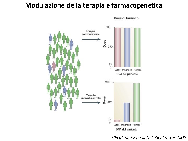 Modulazione della terapia e farmacogenetica Cheok and Evans, Nat Rev Cancer 2006 