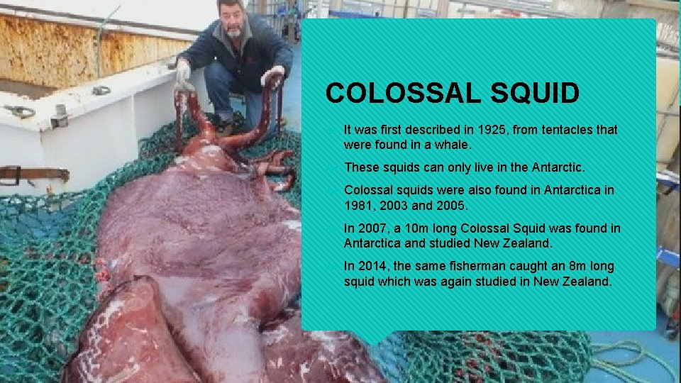 COLOSSAL SQUID It was first described in 1925, from tentacles that were found in