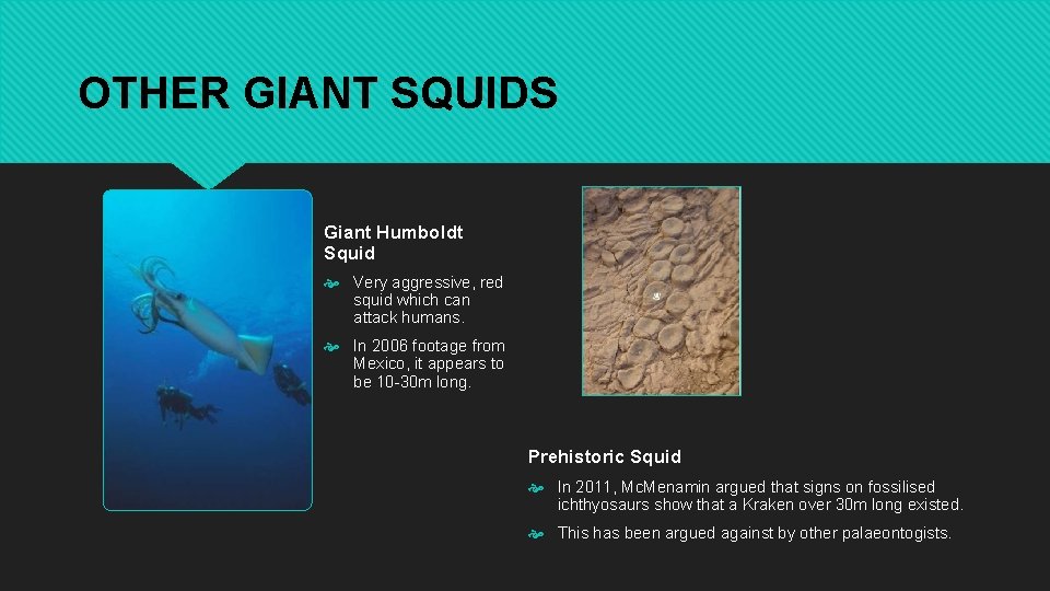 OTHER GIANT SQUIDS Giant Humboldt Squid Very aggressive, red squid which can attack humans.