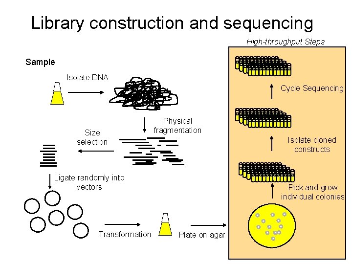 Library construction and sequencing High-throughput Steps Sample Isolate DNA Cycle Sequencing Size selection Physical