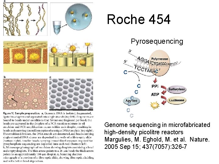 Roche 454 Pyrosequencing Genome sequencing in microfabricated high-density picolitre reactors Margulies, M. Eghold, M.