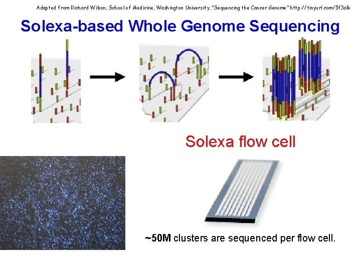 Adapted from Richard Wilson, School of Medicine, Washington University, “Sequencing the Cancer Genome” http: