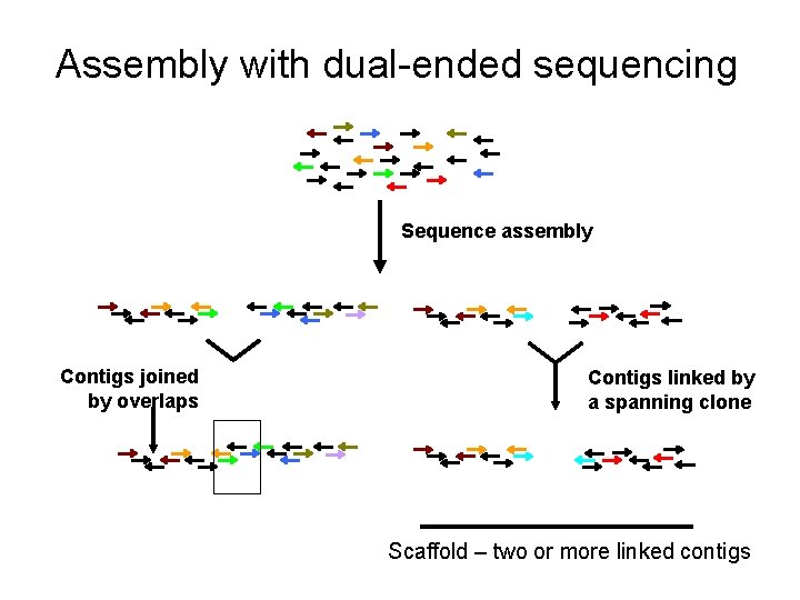 Assembly with dual-ended sequencing Sequence assembly Contigs joined by overlaps Contigs linked by a