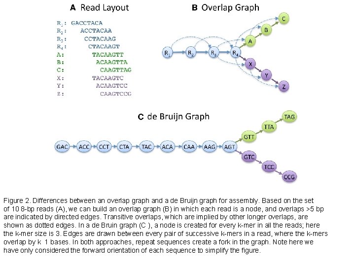 Figure 2. Differences between an overlap graph and a de Bruijn graph for assembly.