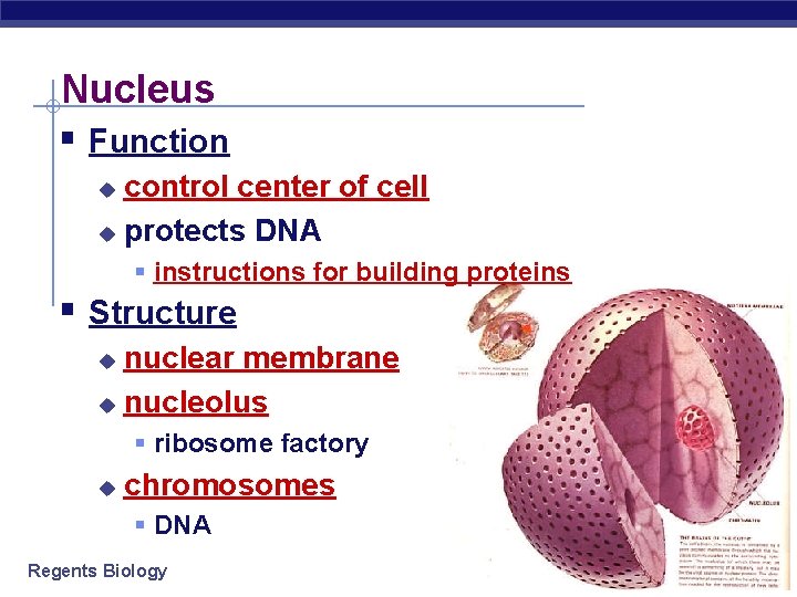 Nucleus § Function control center of cell u protects DNA u § instructions for