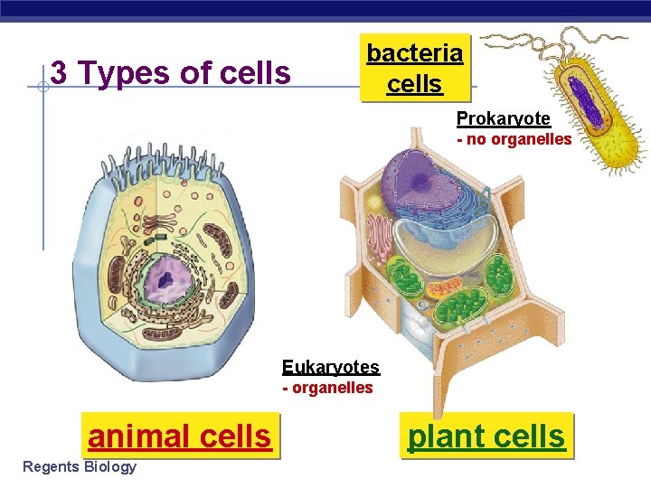 3 Types of cells bacteria cells Prokaryote - no organelles Eukaryotes - organelles animal