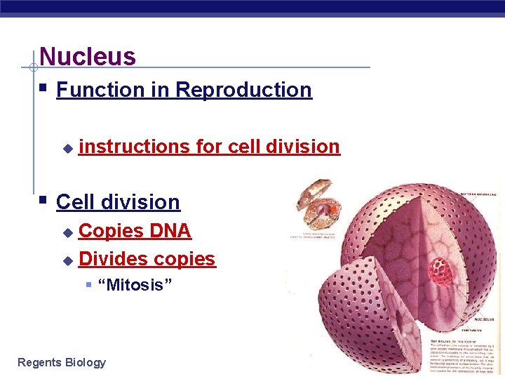 Nucleus § Function in Reproduction u instructions for cell division § Cell division Copies