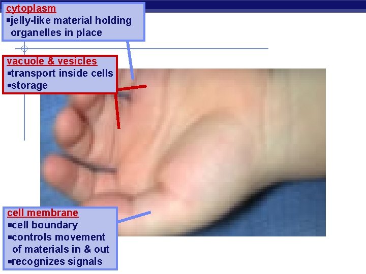 cytoplasm jelly-like material holding organelles in place vacuole & vesicles transport inside cells storage