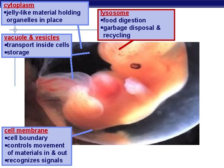cytoplasm jelly-like material holding organelles in place vacuole & vesicles transport inside cells storage
