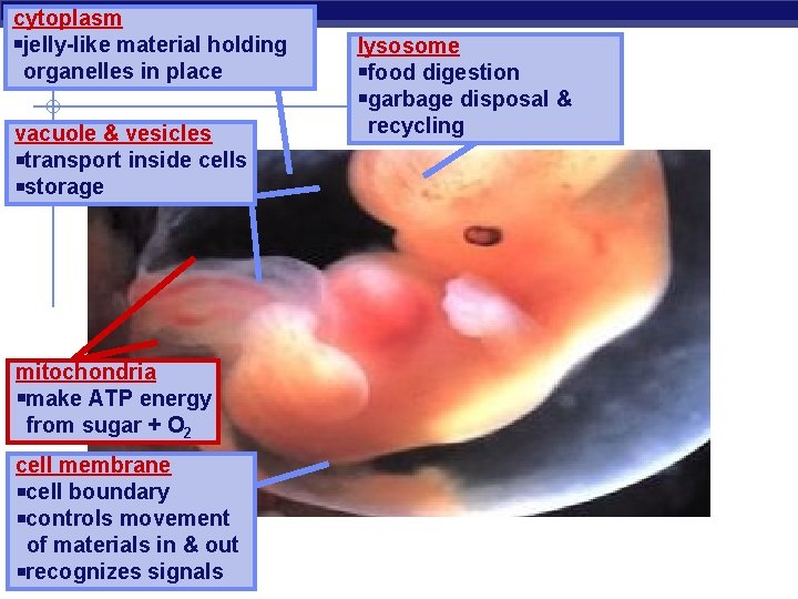 cytoplasm jelly-like material holding organelles in place vacuole & vesicles transport inside cells storage