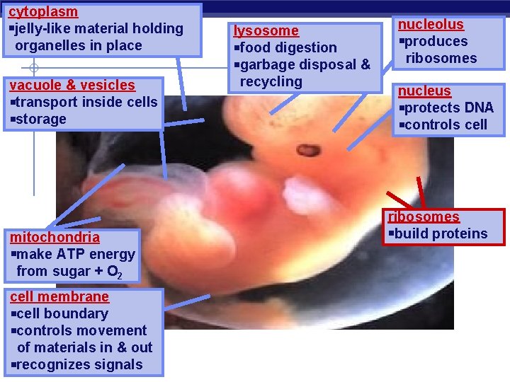 cytoplasm jelly-like material holding organelles in place vacuole & vesicles transport inside cells storage