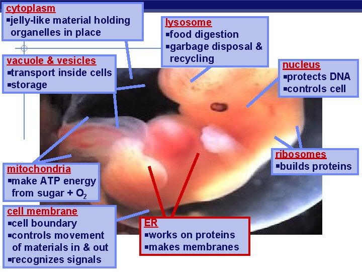 cytoplasm jelly-like material holding organelles in place vacuole & vesicles transport inside cells storage