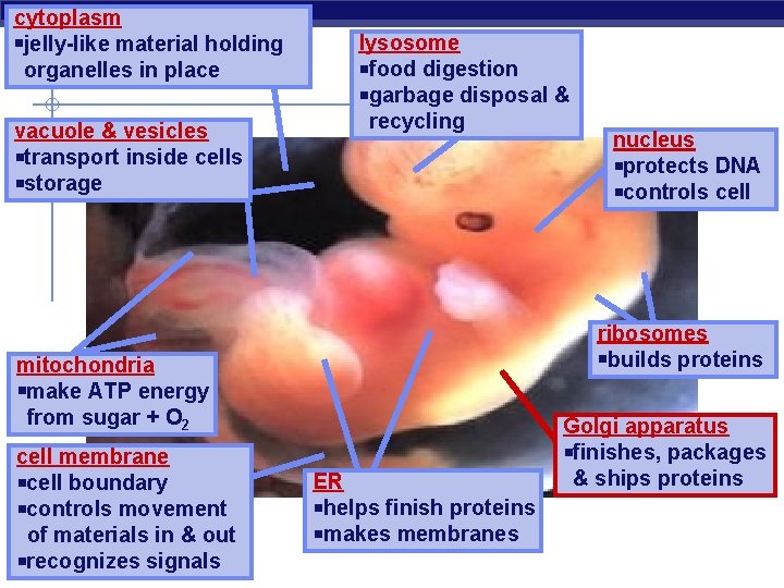 cytoplasm jelly-like material holding organelles in place vacuole & vesicles transport inside cells storage