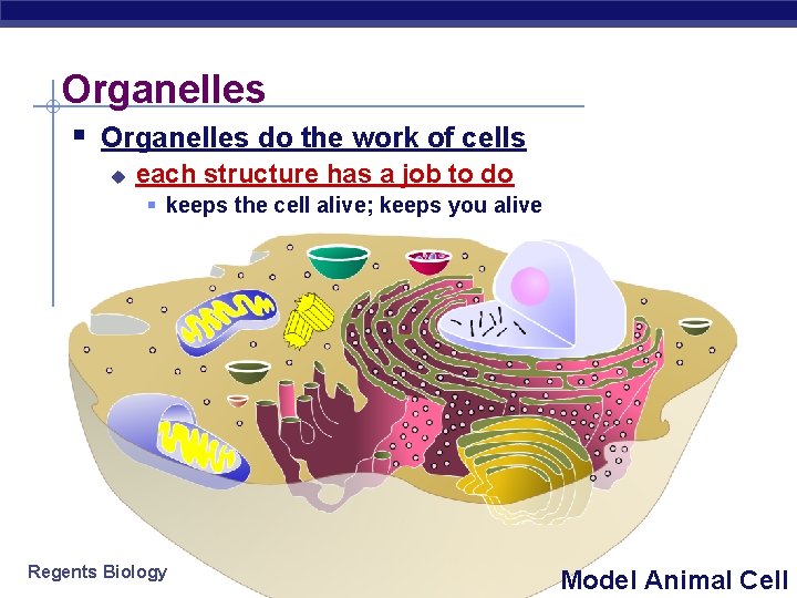 Organelles § Organelles do the work of cells u each structure has a job