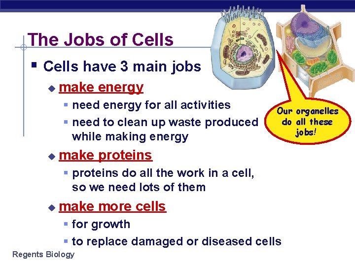 The Jobs of Cells § Cells have 3 main jobs u make energy §