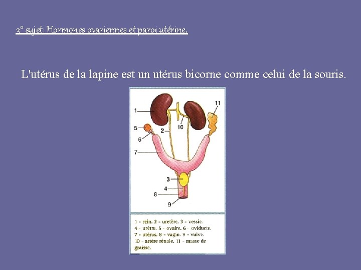 3° sujet: Hormones ovariennes et paroi utérine. L'utérus de la lapine est un utérus