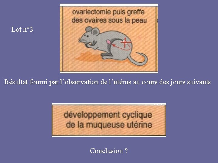 Lot n° 3 Résultat fourni par l’observation de l’utérus au cours des jours suivants