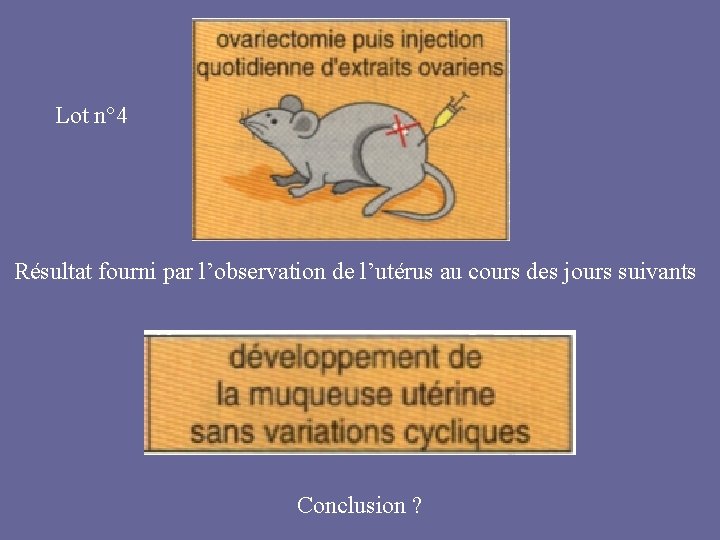 Lot n° 4 Résultat fourni par l’observation de l’utérus au cours des jours suivants