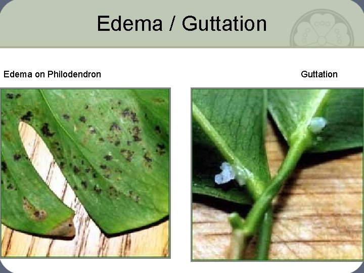 Edema / Guttation Edema on Philodendron Guttation 
