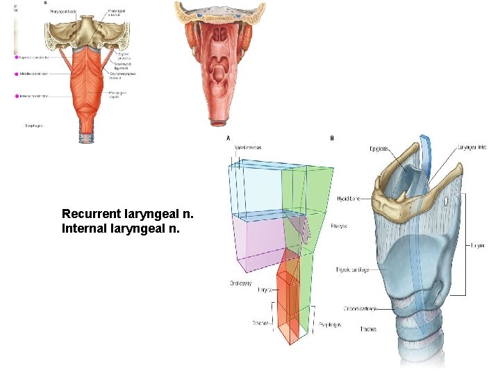 Recurrent laryngeal n. Internal laryngeal n. 