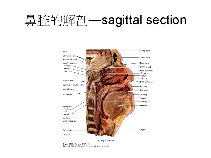 鼻腔的解剖—sagittal section 
