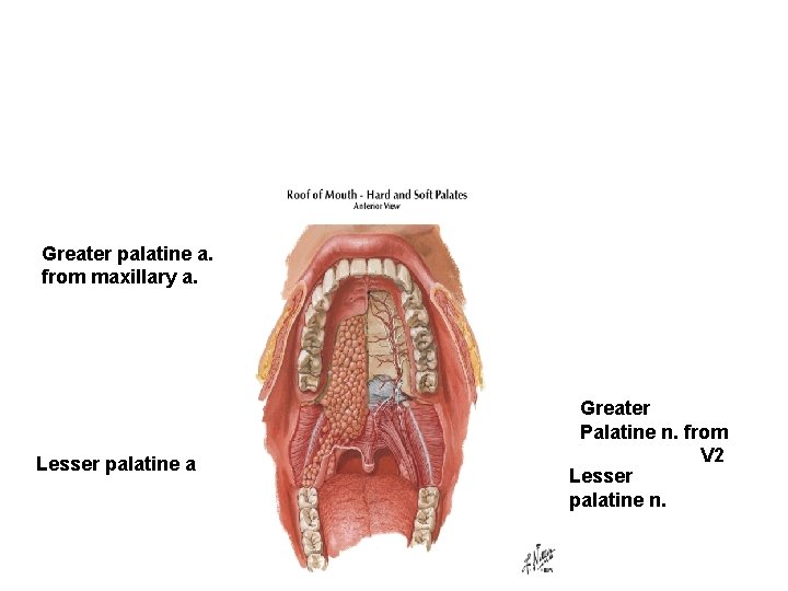 Greater palatine a. from maxillary a. Lesser palatine a Greater Palatine n. from V