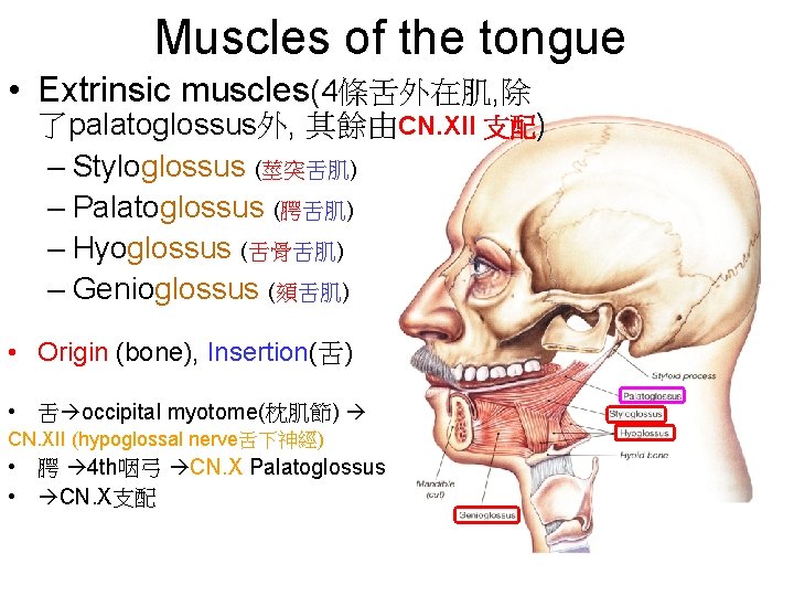 Muscles of the tongue • Extrinsic muscles(4條舌外在肌, 除 了palatoglossus外, 其餘由CN. XII 支配) – Styloglossus