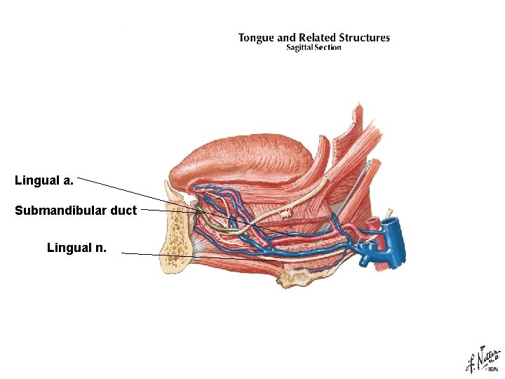 Lingual a. Submandibular duct Lingual n. 