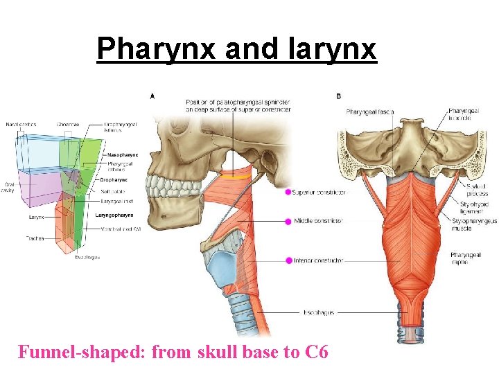 Pharynx and larynx Funnel-shaped: from skull base to C 6 