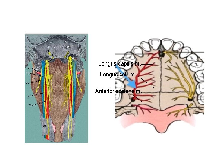 Longus capitis m. Longus colli m. Anterior scalene m. 