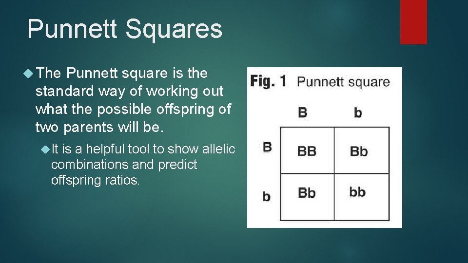 Punnett Squares The Punnett square is the standard way of working out what the