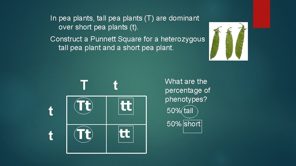 In pea plants, tall pea plants (T) are dominant over short pea plants (t).