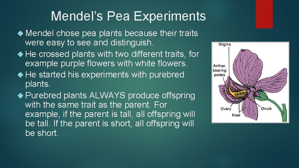 Mendel’s Pea Experiments Mendel chose pea plants because their traits were easy to see