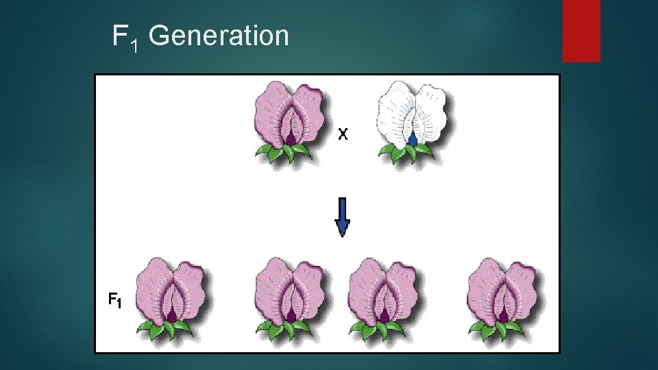 F 1 Generation P generation. He called the offspring from the parents the F