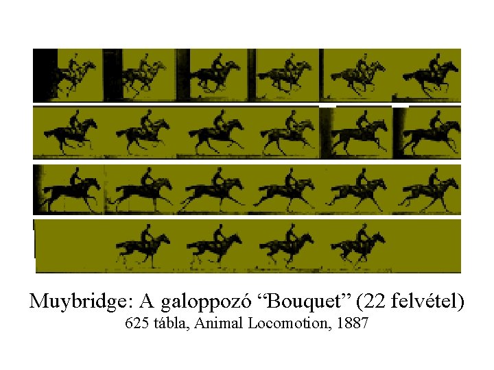 Muybridge: A galoppozó “Bouquet” (22 felvétel) 625 tábla, Animal Locomotion, 1887 