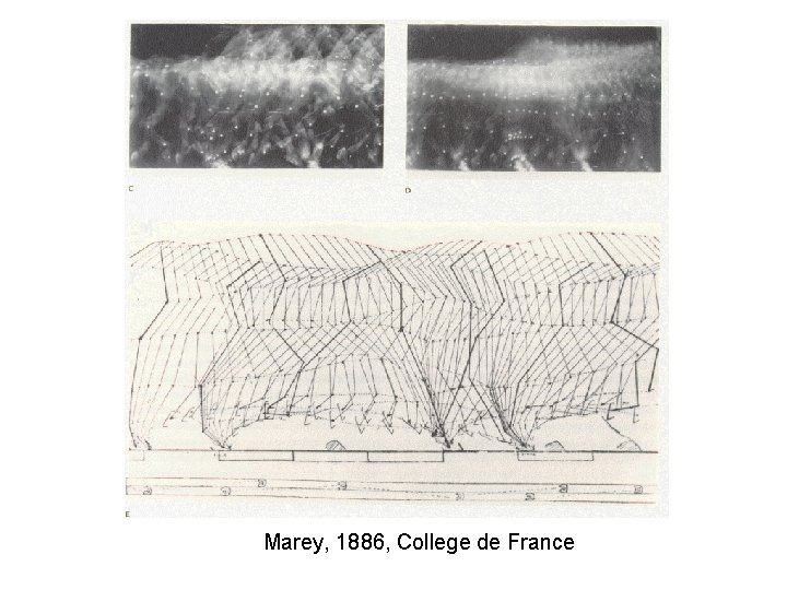 Marey, 1886, College de France 