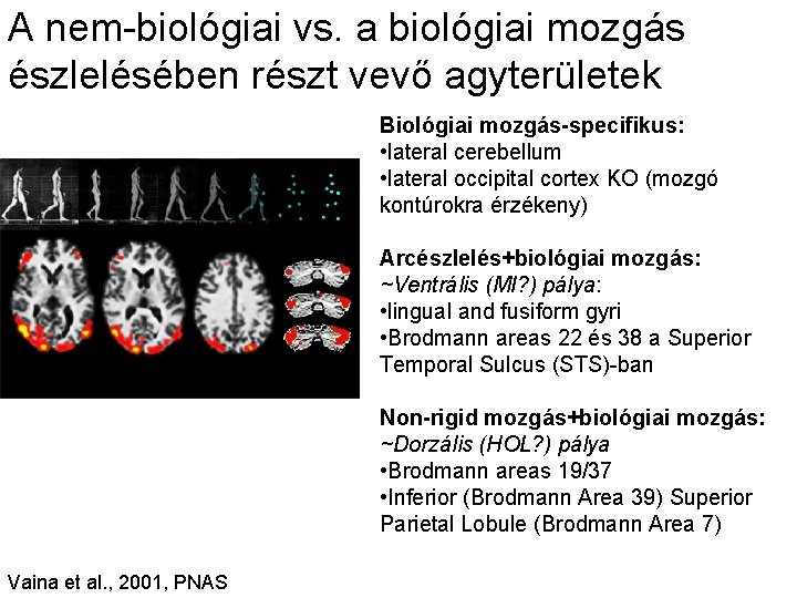 A nem-biológiai vs. a biológiai mozgás észlelésében részt vevő agyterületek Biológiai mozgás-specifikus: • lateral