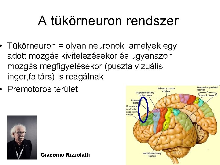 A tükörneuron rendszer • Tükörneuron = olyan neuronok, amelyek egy adott mozgás kivitelezésekor és