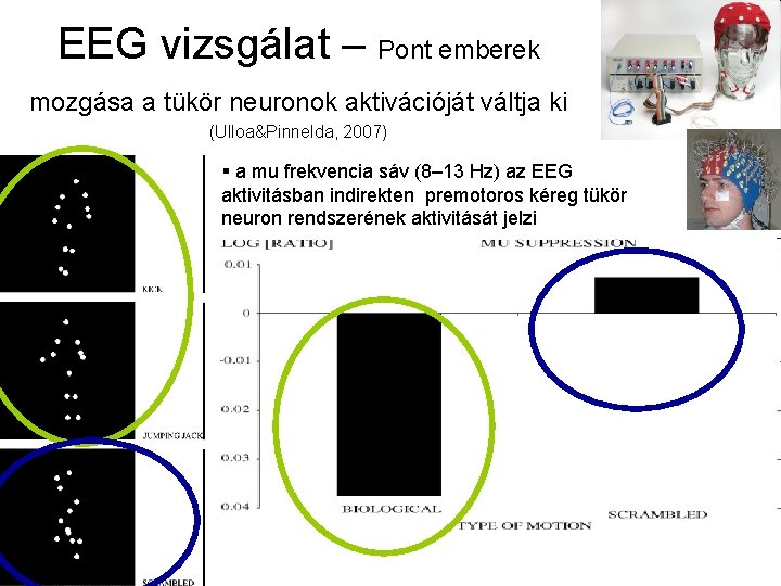 EEG vizsgálat – Pont emberek mozgása a tükör neuronok aktivációját váltja ki (Ulloa&Pinnelda, 2007)