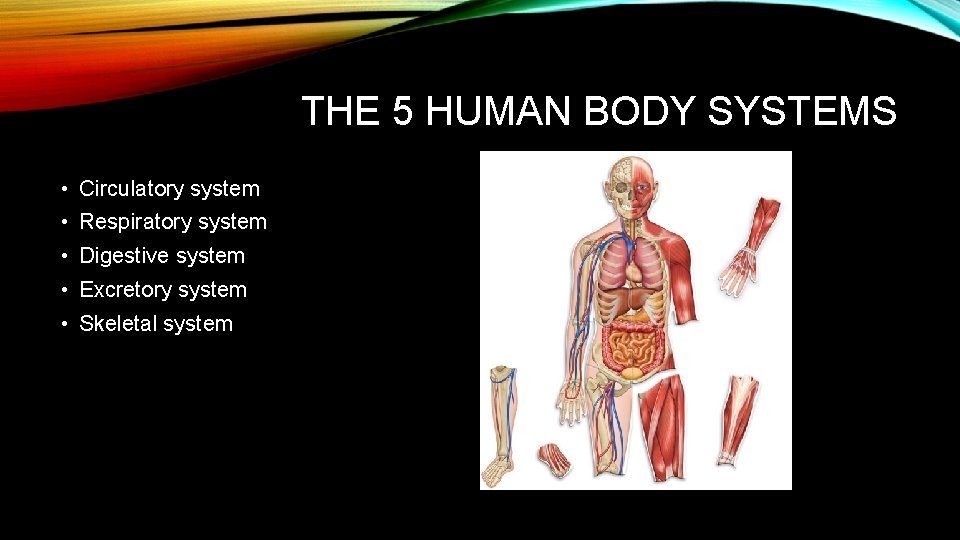 THE 5 HUMAN BODY SYSTEMS • Circulatory system • Respiratory system • Digestive system