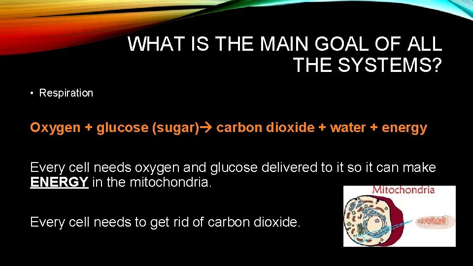 WHAT IS THE MAIN GOAL OF ALL THE SYSTEMS? • Respiration Oxygen + glucose
