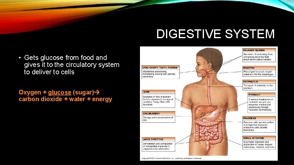 DIGESTIVE SYSTEM • Gets glucose from food and gives it to the circulatory system