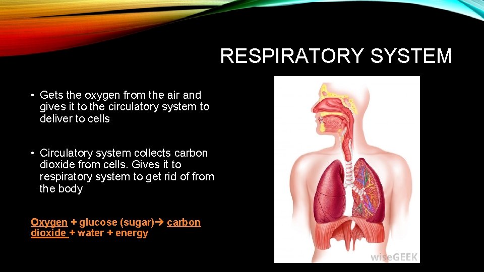 RESPIRATORY SYSTEM • Gets the oxygen from the air and gives it to the