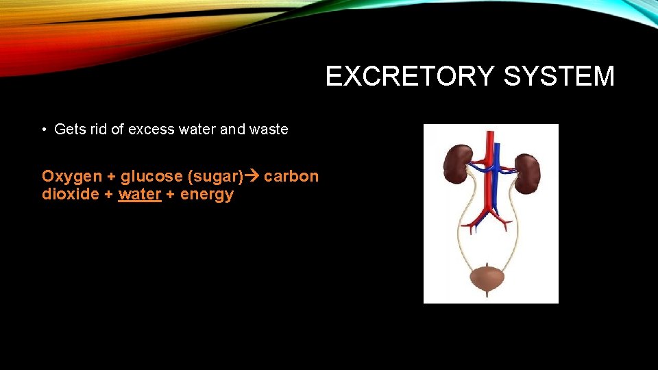 EXCRETORY SYSTEM • Gets rid of excess water and waste Oxygen + glucose (sugar)