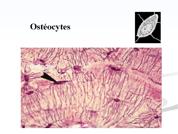 Ostéocytes Ostéocyte 