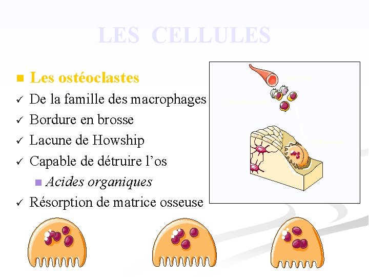 LES CELLULES n Les ostéoclastes ü De la famille des macrophages Bordure en brosse