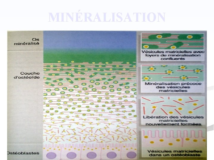 MINÉRALISATION 