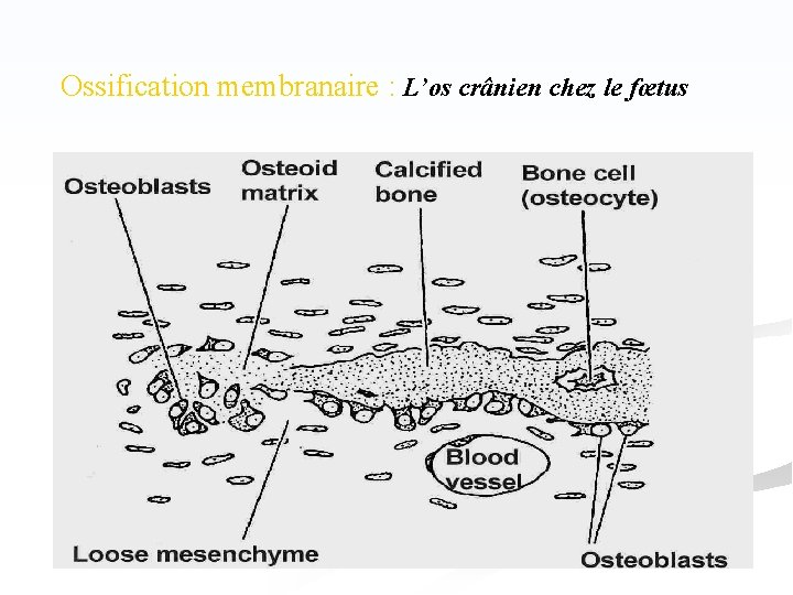 Ossification membranaire : L’os crânien chez le fœtus 